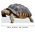 pet turtle cutout