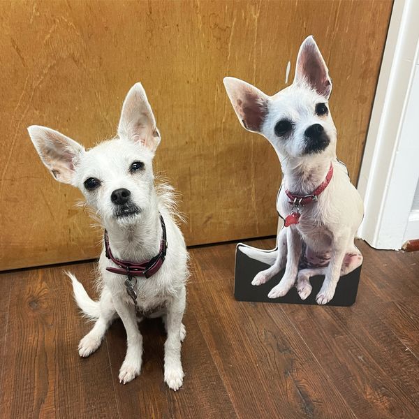 Get pet cutouts that look exactly like your dog or cat Pet cutouts for customer